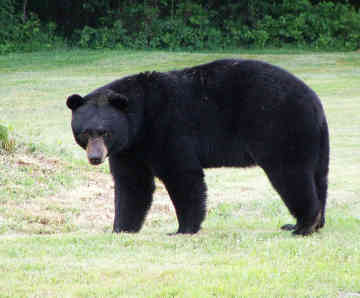 Black Bear